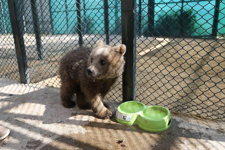 Ayı yavrusu "Ponçik" Kayseri'deki yeni yuvasına ulaştı G1