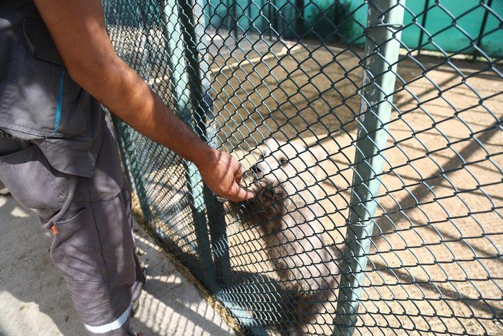 Ayı yavrusu "Ponçik" Kayseri'deki yeni yuvasına ulaştı G2