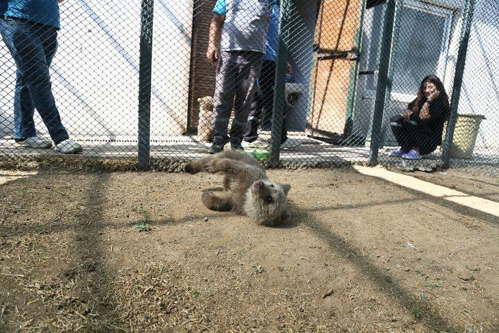 Ayı yavrusu "Ponçik" Kayseri'deki yeni yuvasına ulaştı G3