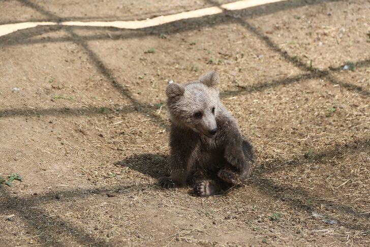Ayı yavrusu "Ponçik" Kayseri'deki yeni yuvasına ulaştı G4