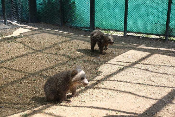 Ayı yavrusu "Ponçik" Kayseri'deki yeni yuvasına ulaştı G5