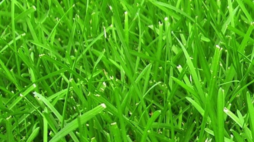 Neden &ccedil;imenlerin değil de kırların bir &ouml;nemi vardır?