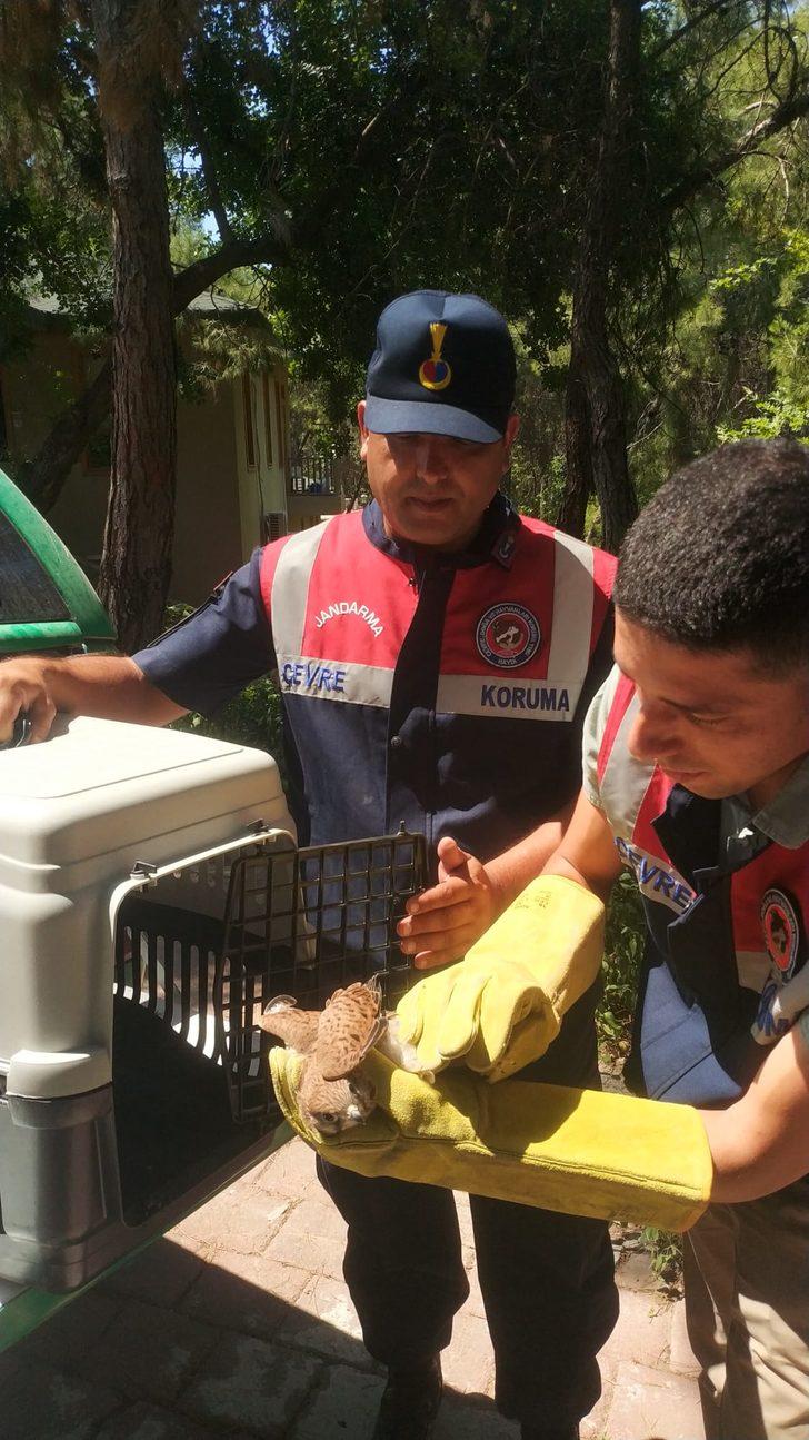 Antalya'da jandarmanın bulduğu yaralı kerkenez tedaviye alındı G1