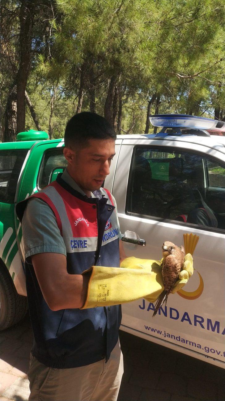 Antalya'da jandarmanın bulduğu yaralı kerkenez tedaviye alındı G2