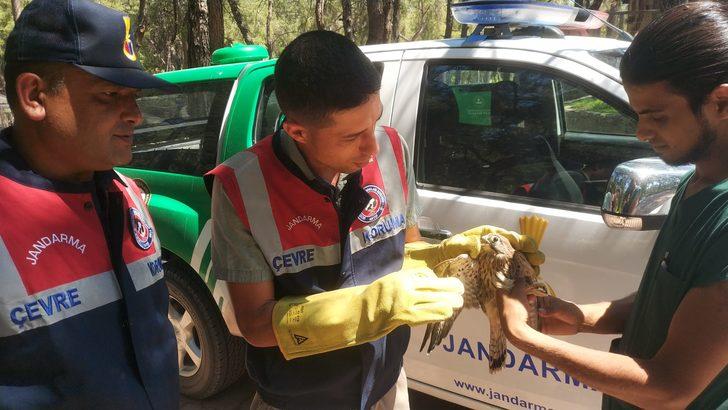 Antalya'da jandarmanın bulduğu yaralı kerkenez tedaviye alındı G3
