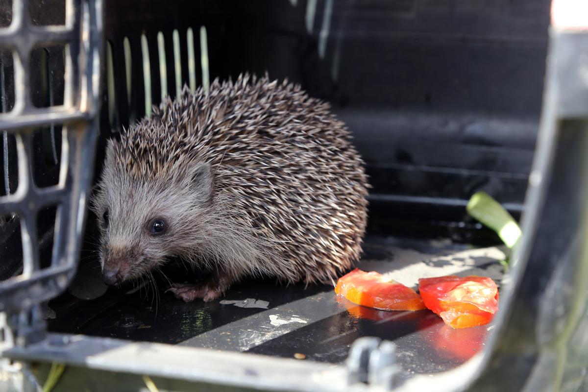 Marmaris'teki yangında mahsur kalan kirpi ve kaplumbağayı hayvanseverler kurtardı