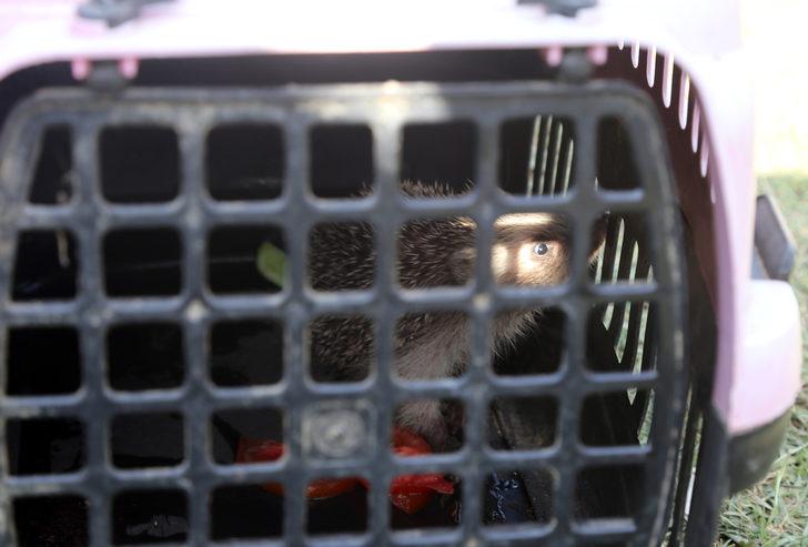 Marmaris'teki yangında mahsur kalan kirpi ve kaplumbağayı hayvanseverler kurtardı G3