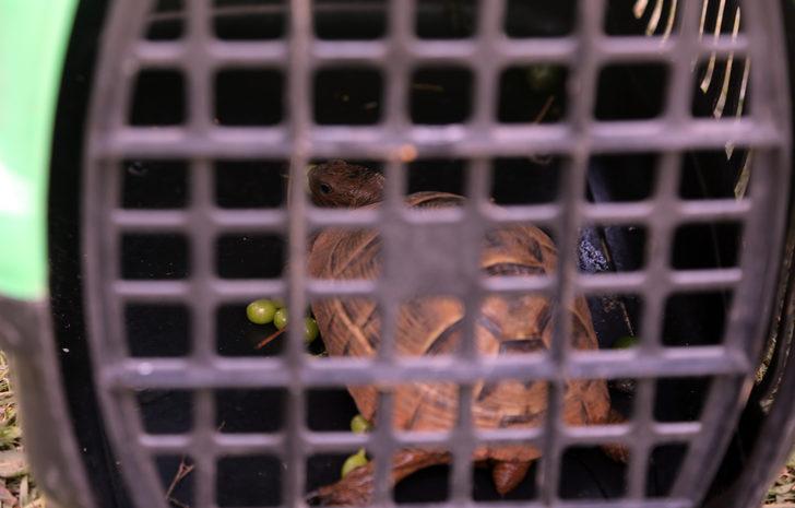 Marmaris'teki yangında mahsur kalan kirpi ve kaplumbağayı hayvanseverler kurtardı G4