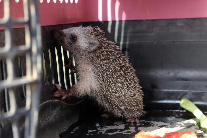 Marmaris'teki yangında mahsur kalan kirpi ve kaplumbağayı hayvanseverler kurtardı G5