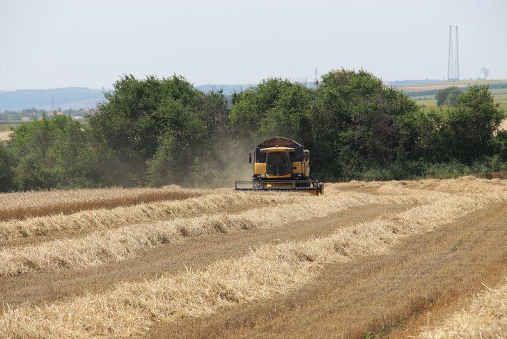 Edirne'de buğday hasadı devam ediyor G1