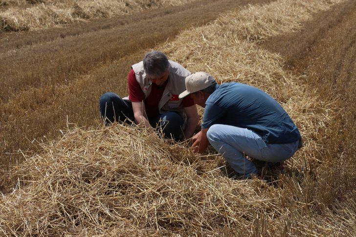 Edirne'de buğday hasadı devam ediyor G2