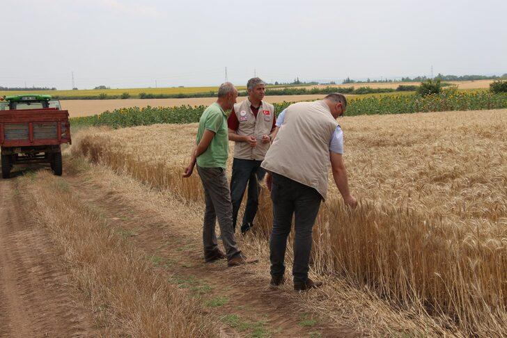 Edirne'de buğday hasadı devam ediyor G3