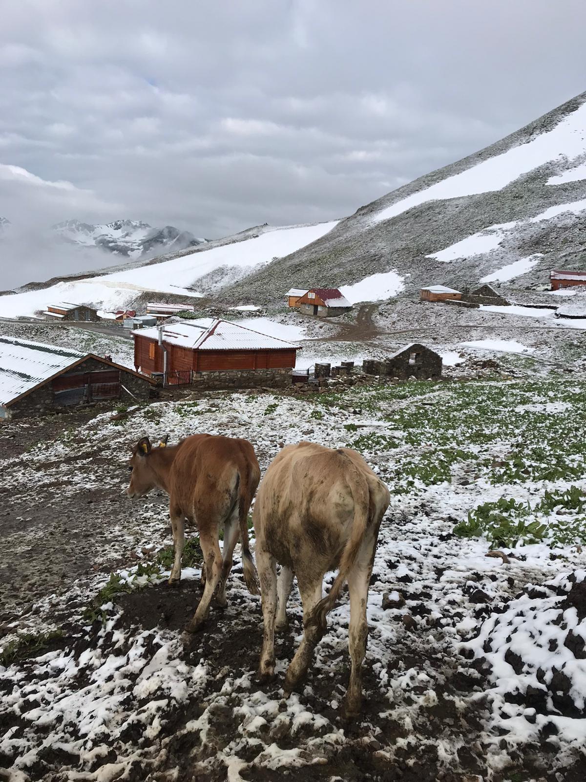 Rize'de 3 bin 200 rakımlı yaylaya kar yağdı