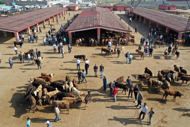 Doğu Anadolu'dan büyükşehirlere kurbanlık sevkiyatı başladı G1