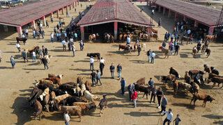 Doğu Anadolu'dan büyükşehirlere kurbanlık sevkiyatı başladı