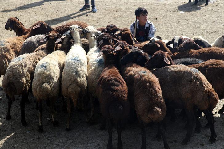 Doğu Anadolu'dan büyükşehirlere kurbanlık sevkiyatı başladı G2