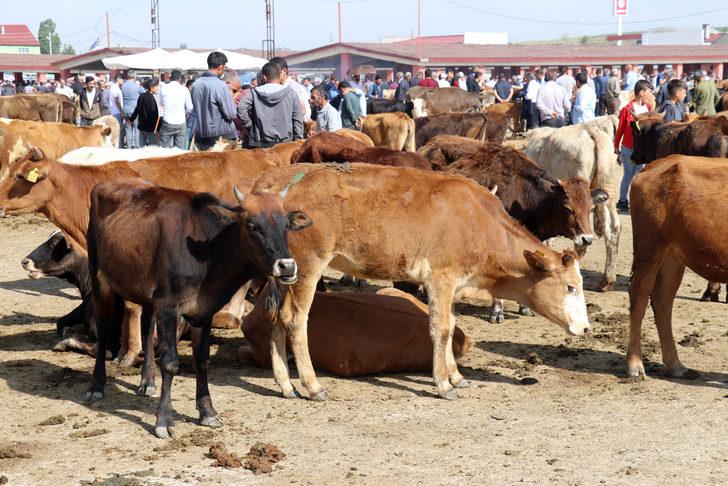 Doğu Anadolu'dan büyükşehirlere kurbanlık sevkiyatı başladı G4