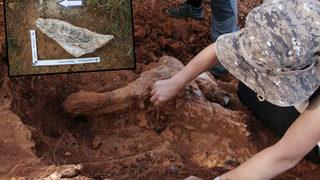 Denizli'de heyecanlandıran keşif! 8 milyon yıl öncesine ait