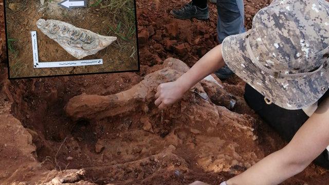 Denizli'de heyecanlandıran keşif! 8 milyon yıl öncesine ait