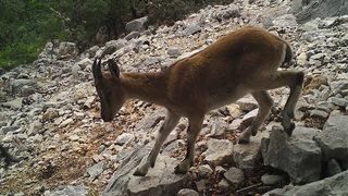 Antalya'da görüntüleri fotokapana yansıyan 2 kaçak avcıya 151 bin lira ceza