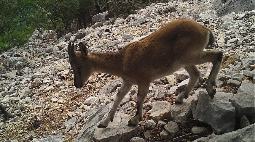 Antalya'da görüntüleri fotokapana yansıyan 2 kaçak avcıya 151 bin lira ceza