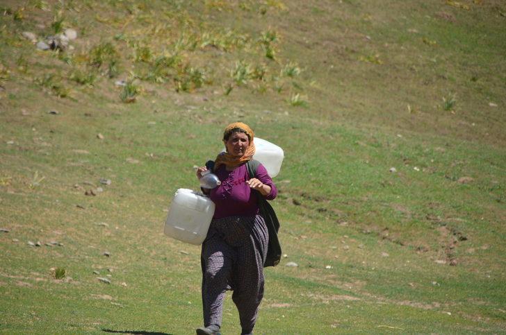 Muş'ta berivanlar yaylalardaki hayvanları sağmak için kilometrelerce yol katediyor G1