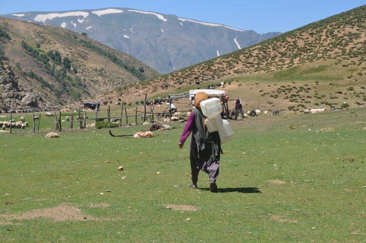 Muş'ta berivanlar yaylalardaki hayvanları sağmak için kilometrelerce yol katediyor G2