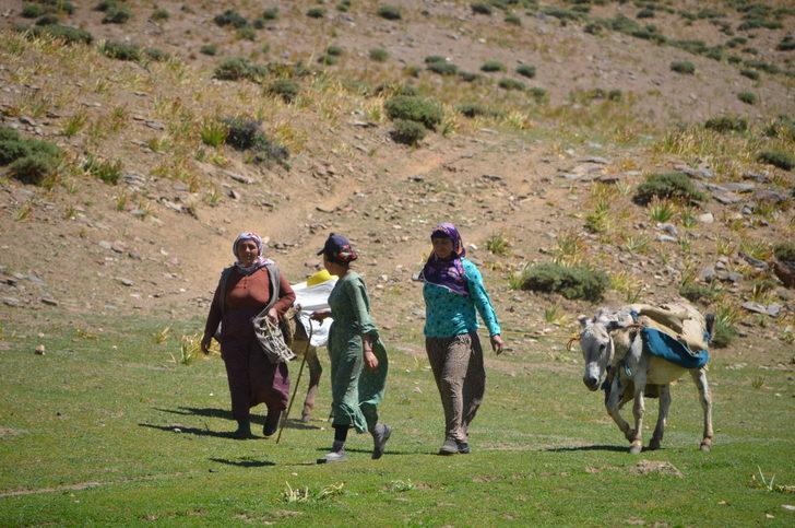 Muş'ta berivanlar yaylalardaki hayvanları sağmak için kilometrelerce yol katediyor G3