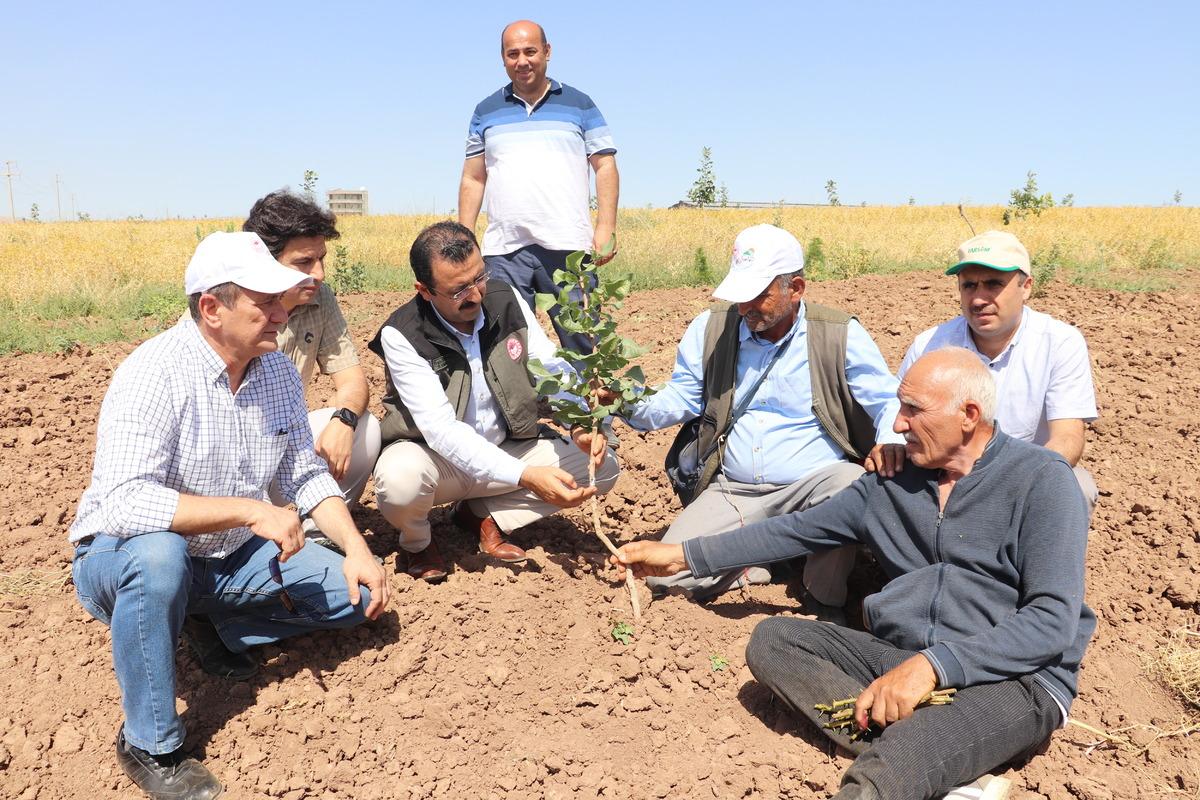 Siirt fıstığında verim kaybının &ouml;nlenmesi i&ccedil;in ağa&ccedil;lar aşılandı