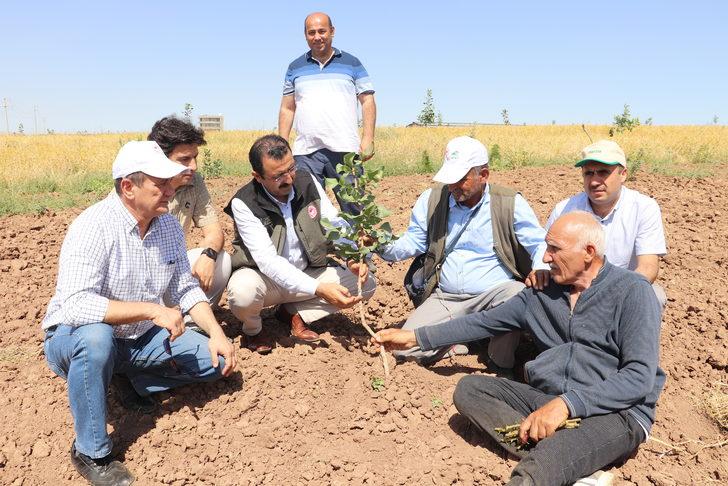 Siirt fıstığında verim kaybının önlenmesi için ağaçlar aşılandı G1
