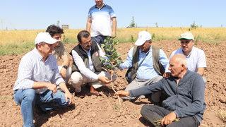Siirt fıstığında verim kaybının önlenmesi için ağaçlar aşılandı