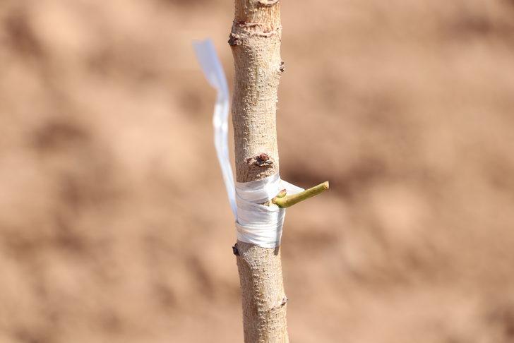 Siirt fıstığında verim kaybının önlenmesi için ağaçlar aşılandı G2