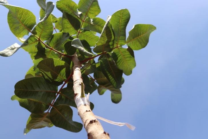 Siirt fıstığında verim kaybının önlenmesi için ağaçlar aşılandı G3