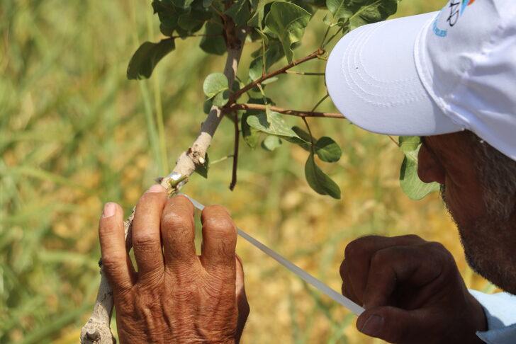 Siirt fıstığında verim kaybının önlenmesi için ağaçlar aşılandı G4
