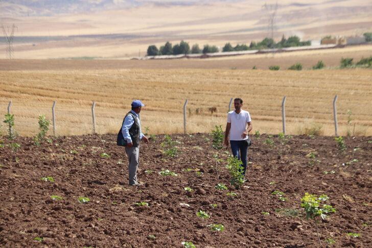 Siirt fıstığında verim kaybının önlenmesi için ağaçlar aşılandı G5
