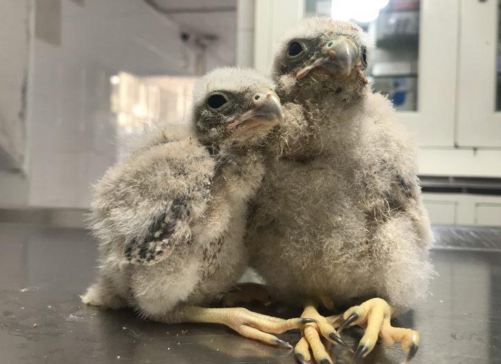 Antalya'da arazide bulunan şahin yavrularına sahip çıkıldı G1