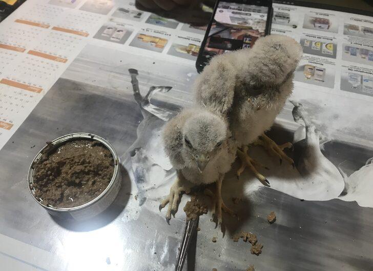 Antalya'da arazide bulunan şahin yavrularına sahip çıkıldı G2