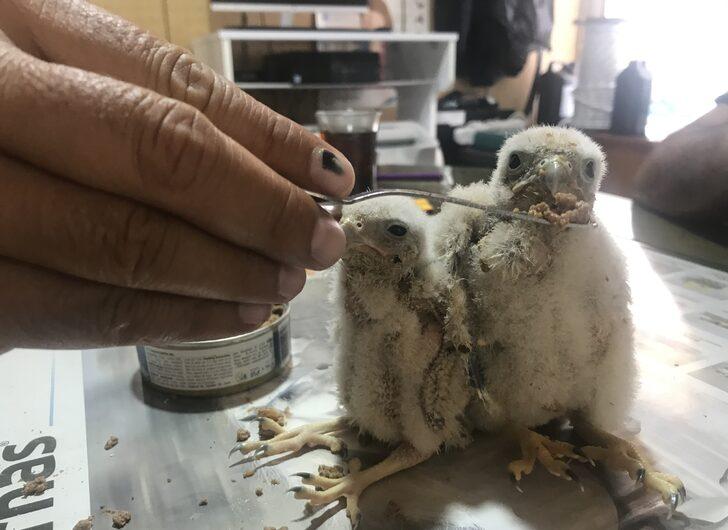 Antalya'da arazide bulunan şahin yavrularına sahip çıkıldı G3