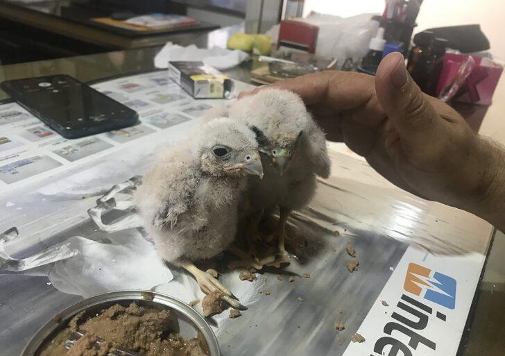 Antalya'da arazide bulunan şahin yavrularına sahip çıkıldı G4