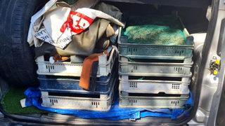 Kaçak kurbağa avladılar! 110 bin liradan oldular...