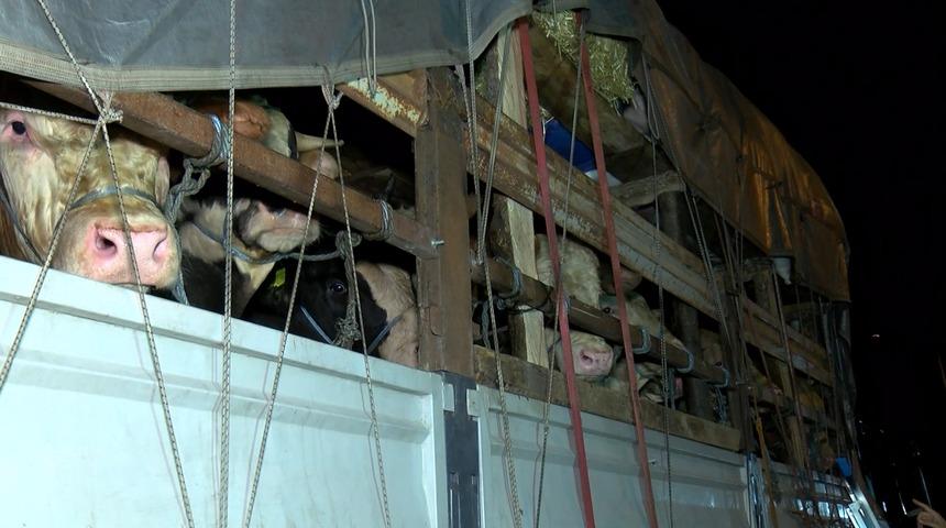 Kurbanlık hayvanların İstanbul'a girişi başladı! Tek tek kontrol edildiler