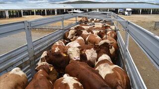 Kurbanlıklar İstanbul'a giriş yapmaya başladı! İşte il il küçükbaş ve büyükbaş kurbanlık fiyatları!