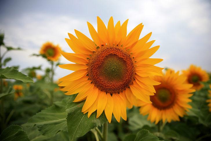 Tarlaları sarıya boyanan Kırklareli'nde 250 bin ton ayçiçeği rekoltesi bekleniyor G1