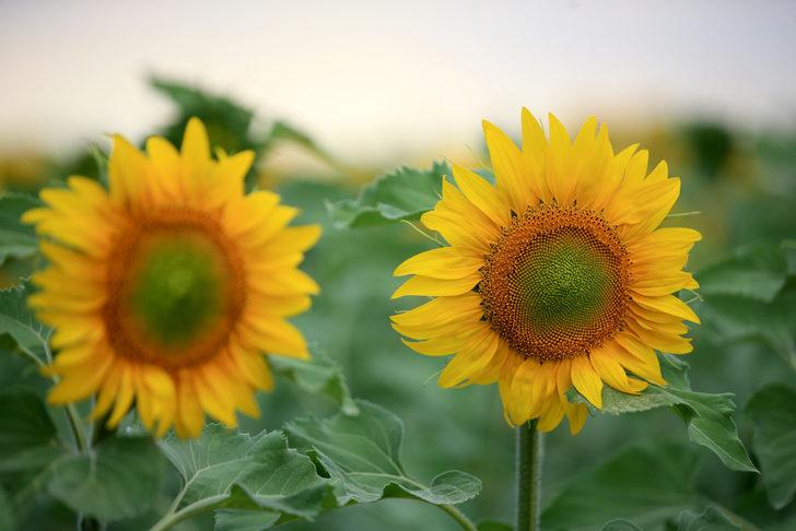 Tarlaları sarıya boyanan Kırklareli'nde 250 bin ton ayçiçeği rekoltesi bekleniyor G2
