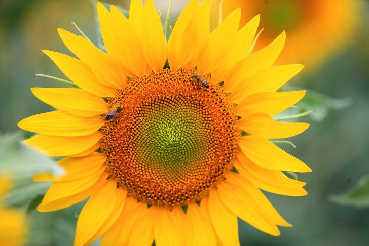 Tarlaları sarıya boyanan Kırklareli'nde 250 bin ton ayçiçeği rekoltesi bekleniyor G4