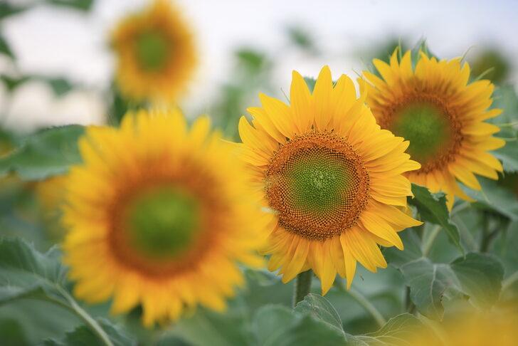 Tarlaları sarıya boyanan Kırklareli'nde 250 bin ton ayçiçeği rekoltesi bekleniyor G5