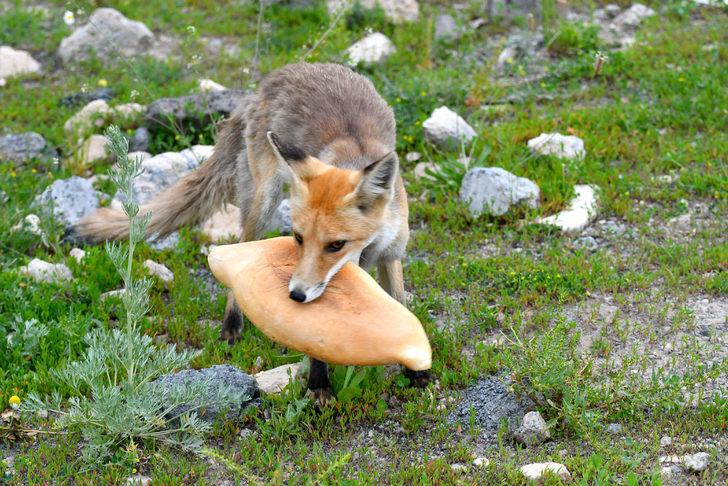 Kars’ta yavrularıyla yiyecek arayan kızıl tilkiyi vatandaşlar besledi G1