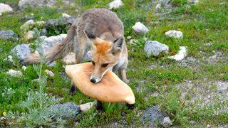 Kars’ta yavrularıyla yiyecek arayan kızıl tilkiyi vatandaşlar besledi