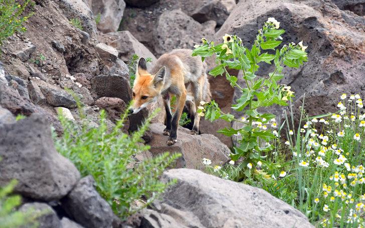 Kars’ta yavrularıyla yiyecek arayan kızıl tilkiyi vatandaşlar besledi G2