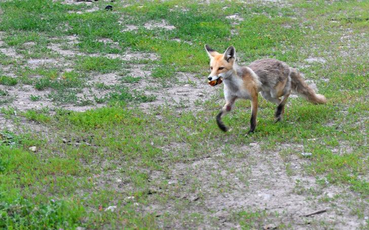 Kars’ta yavrularıyla yiyecek arayan kızıl tilkiyi vatandaşlar besledi G3